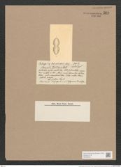 Navicula tahitiana Castr. (de-Toni-Nr.: Genus 1, Species 237) Zeichnungen Sammlung Grunow Nr. 569 (NHMW-BOT-W0366924)